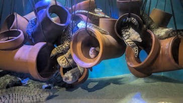 竹島水族館に投稿された画像（2025/9/16）