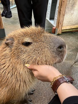 おさるランド＆アニタウン　日光さる軍団劇場に投稿された画像（2025/9/16）