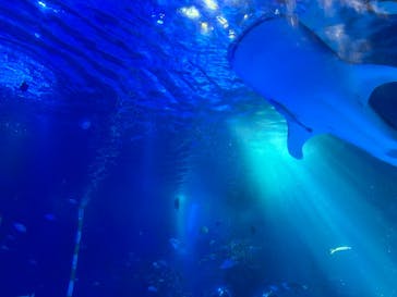 のとじま水族館に投稿された画像（2025/9/16）