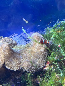 名古屋港水族館に投稿された画像（2025/9/16）