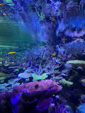 名古屋港水族館に投稿された画像（2025/9/16）