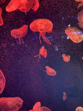 名古屋港水族館に投稿された画像（2025/9/16）