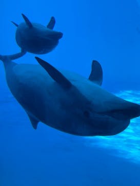 名古屋港水族館に投稿された画像（2025/9/16）