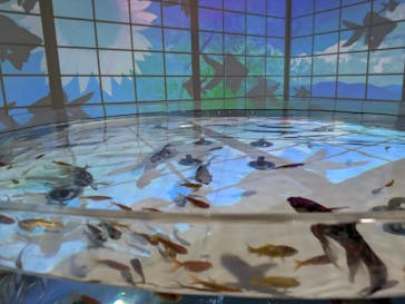 NARA KINGYO MUSEUMに投稿された画像（2025/9/16）