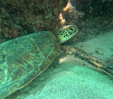 宮古島 ADVENTURE PiPi（ミヤコジマ アドベンチャー ピピ）に投稿された画像（2025/9/16）