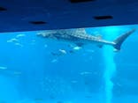 沖縄美ら海水族館に投稿された画像（2025/9/16）