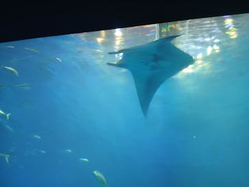 沖縄美ら海水族館に投稿された画像（2025/9/16）