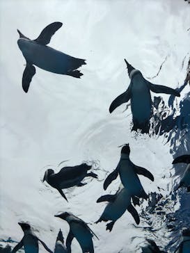 サンシャイン水族館に投稿された画像（2025/9/16）