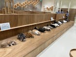 Cat Café MOFF コクーンシティさいたま新都心店に投稿された画像（2025/9/17）