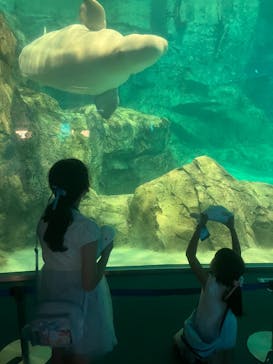 名古屋港水族館に投稿された画像（2025/9/16）