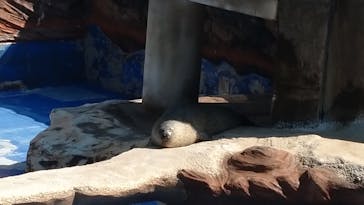 名古屋市東山動植物園に投稿された画像（2025/9/16）