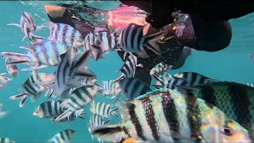 沖縄ゴリダイブに投稿された画像（2025/9/16）