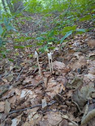 白神山地ガイド会に投稿された画像（2025/9/17）