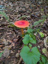 白神山地ガイド会に投稿された画像（2025/9/17）