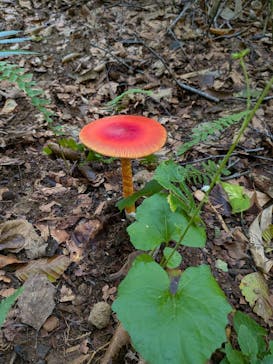 白神山地ガイド会に投稿された画像（2025/9/17）