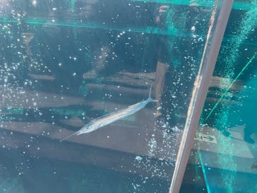 環境水族館アクアマリンふくしまに投稿された画像（2025/9/17）