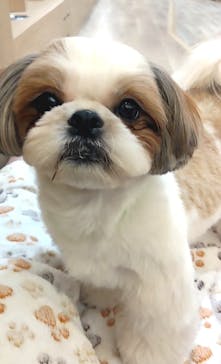 いぬカフェRio 浅草店に投稿された画像（2025/9/17）