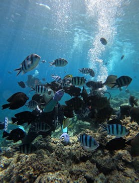 武藤潜水に投稿された画像（2025/9/17）