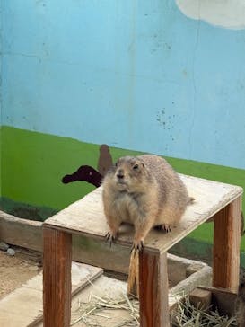 淡路ファームパーク イングランドの丘に投稿された画像（2025/9/17）