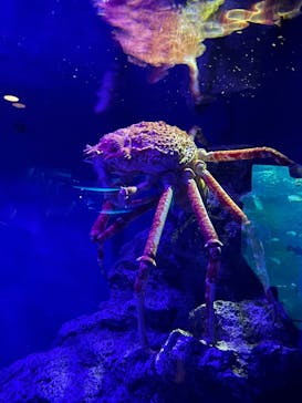 新江ノ島水族館に投稿された画像（2025/9/17）