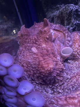 新江ノ島水族館に投稿された画像（2025/9/17）