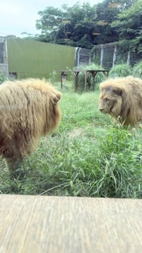 伊豆アニマルキングダムに投稿された画像（2025/9/17）
