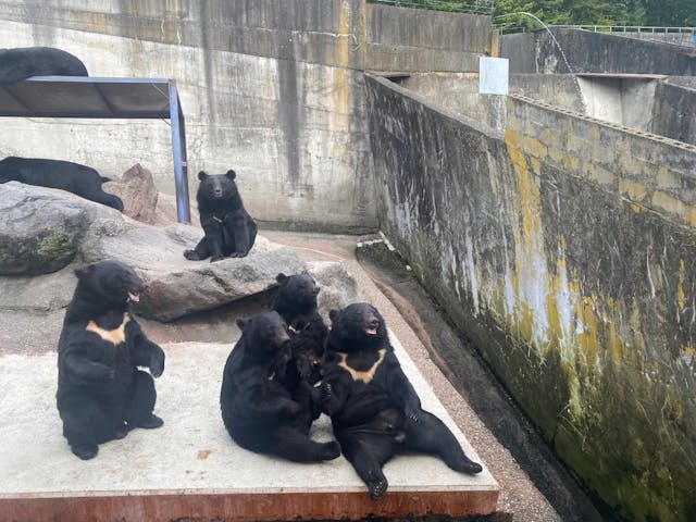 【くまいずみ】〜12月分お取り置き〜 41BsFKcFCSL._SS200_.jpg