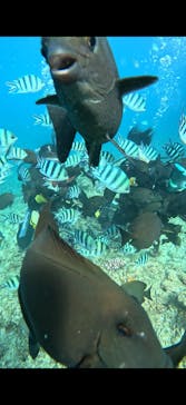 武藤潜水に投稿された画像（2025/9/17）