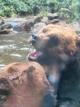 サホロリゾート　ベア･マウンテンに投稿された画像（2025/9/17）