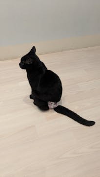 Cat Café MOFF 名古屋PARCO店に投稿された画像（2025/9/17）