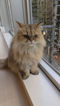 Cat Café MOFF 名古屋PARCO店に投稿された画像（2025/9/17）