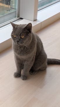 Cat Café MOFF 名古屋PARCO店に投稿された画像（2025/9/17）