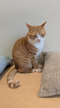 Cat Café MOFF 名古屋PARCO店に投稿された画像（2025/9/17）