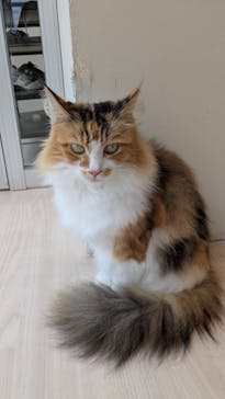 Cat Café MOFF 名古屋PARCO店に投稿された画像（2025/9/17）