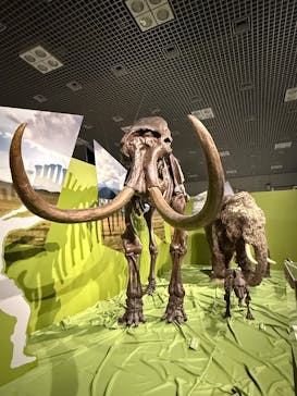 特別展「氷河期展 〜人類が見た4万年前の世界〜」（国立科学博物館）に投稿された画像（2025/9/17）