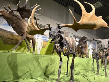 特別展「氷河期展 〜人類が見た4万年前の世界〜」（国立科学博物館）に投稿された画像（2025/9/17）