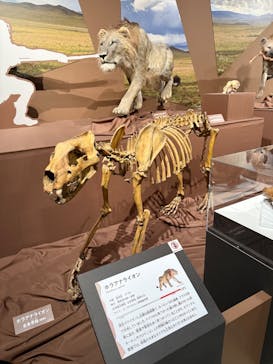 特別展「氷河期展 〜人類が見た4万年前の世界〜」（国立科学博物館）に投稿された画像（2025/9/17）