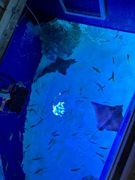 サンシャイン水族館に投稿された画像（2025/9/17）