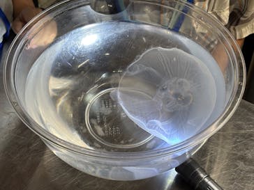 サンシャイン水族館に投稿された画像（2025/9/17）