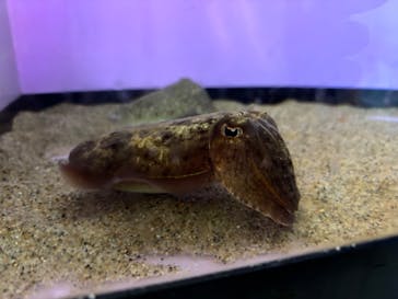 サンシャイン水族館に投稿された画像（2025/9/17）