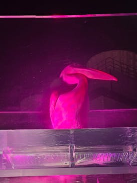 サンシャイン水族館に投稿された画像（2025/9/17）