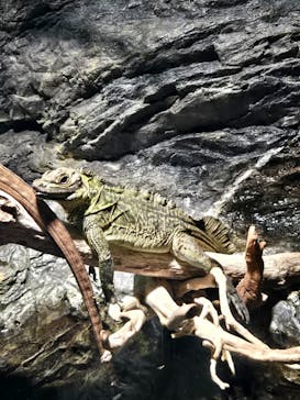 サンシャイン水族館に投稿された画像（2025/9/17）