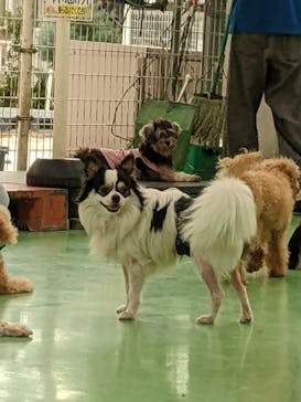 つくばわんわんランドに投稿された画像（2025/9/17）