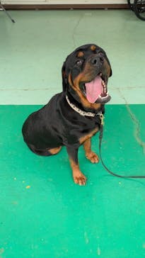 つくばわんわんランドに投稿された画像（2025/9/17）