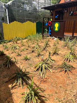 OKINAWAフルーツらんどに投稿された画像（2025/9/17）