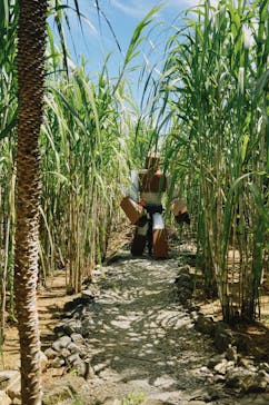 OKINAWAフルーツらんどに投稿された画像（2025/9/17）