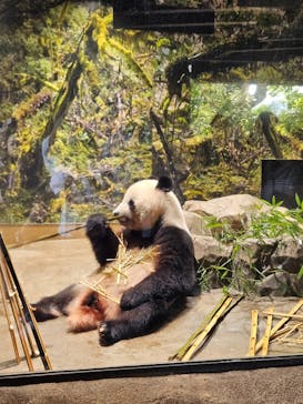 恩賜上野動物園に投稿された画像（2025/9/17）