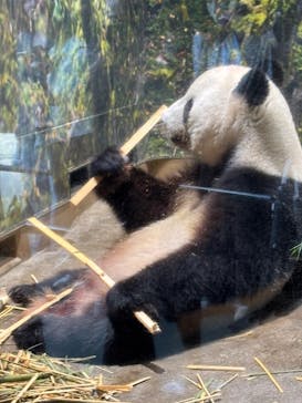 恩賜上野動物園に投稿された画像（2025/9/17）