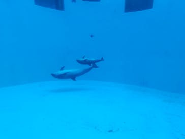 名古屋港水族館に投稿された画像（2025/9/17）