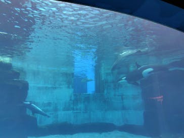 名古屋港水族館に投稿された画像（2025/9/17）